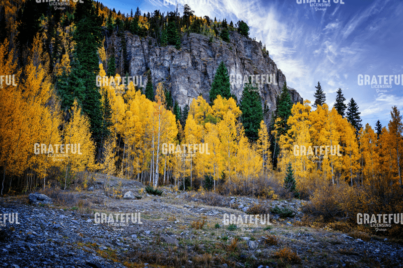 Rick Berk-Autumn in Colorado.tif