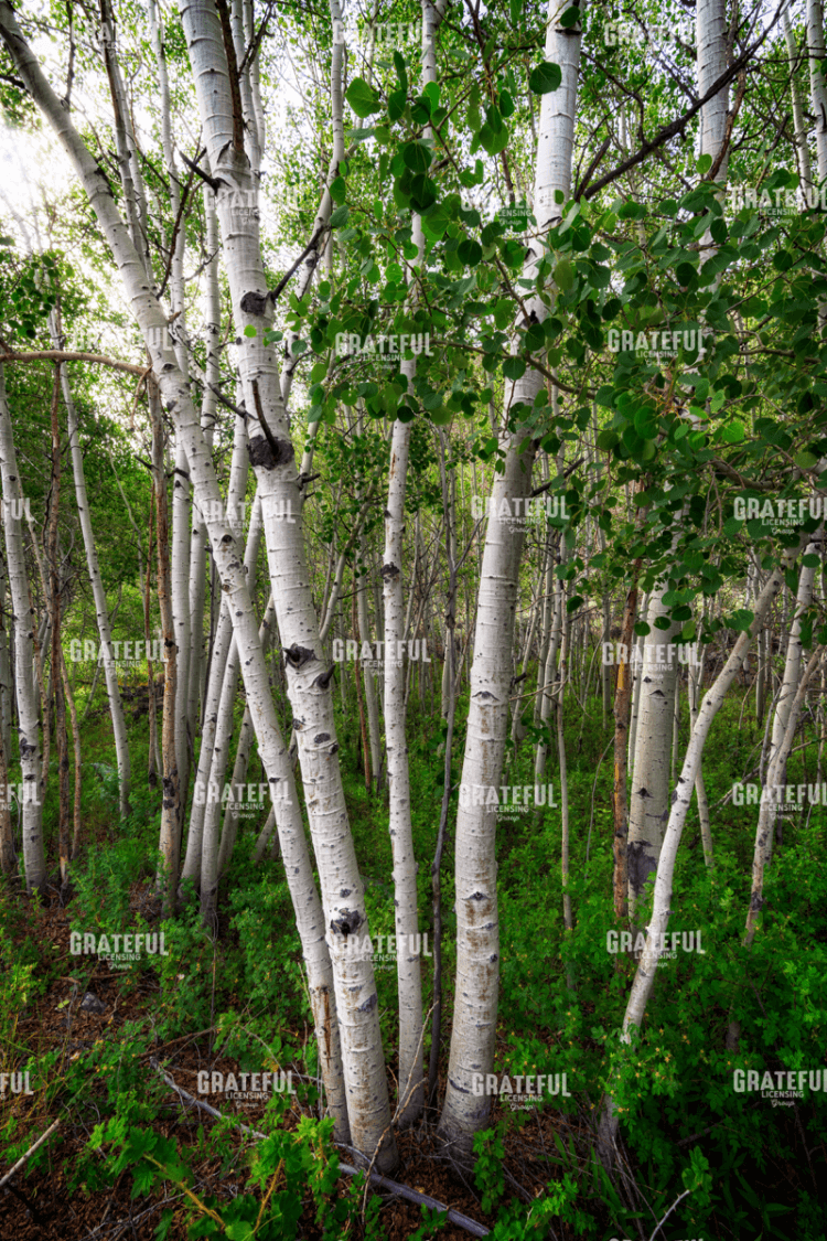Rick Berk-Aspens.tif