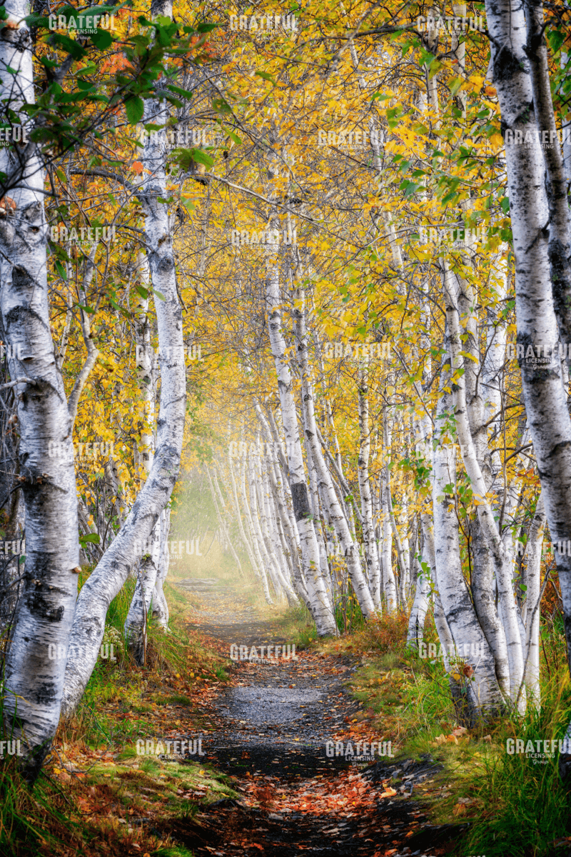 Rick Berk-Jesup Path.tif