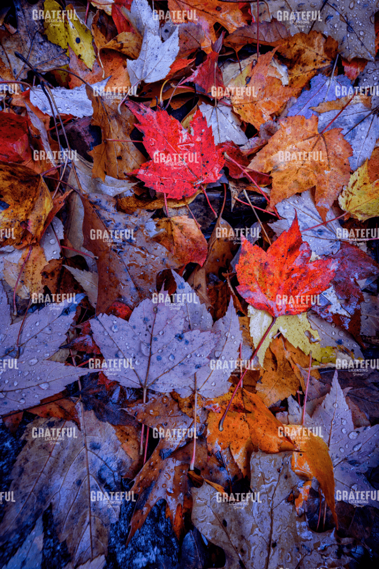 Rick Berk-Wet Leaves.tif