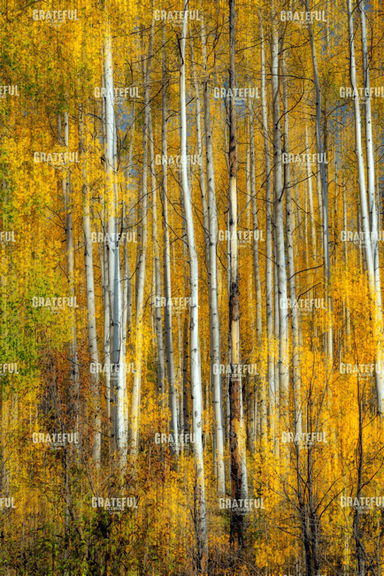Rick Berk-Aspenglow VI.tif