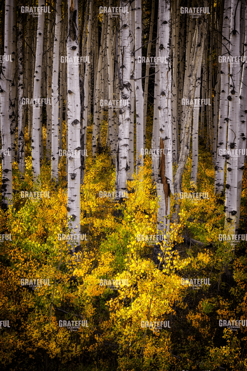 RIck Berk-Aspenglow.tif