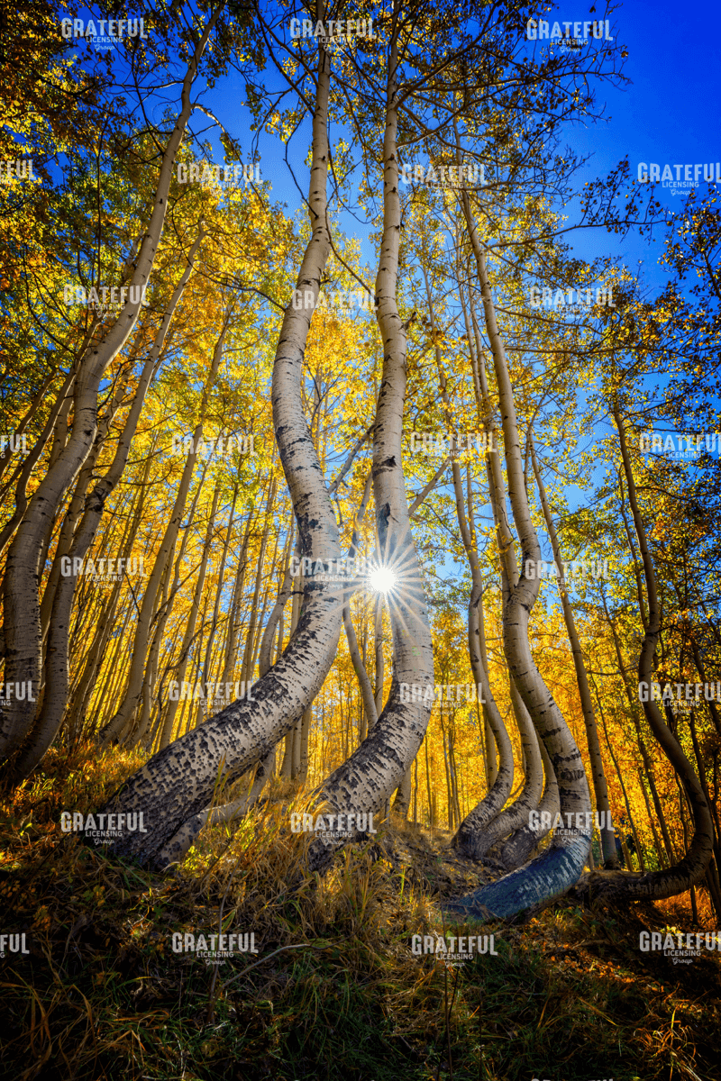 Rick Berk-Dance of the Aspens II.tif