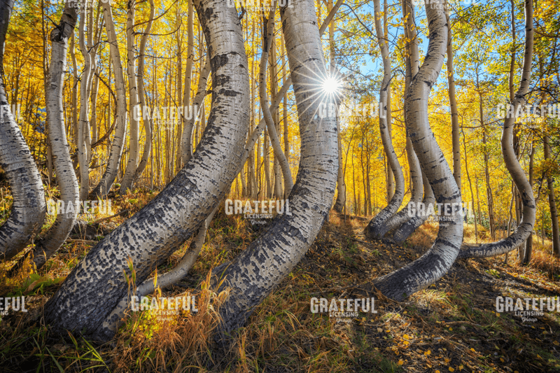 Rick Berk-Dance of the Aspens.tif