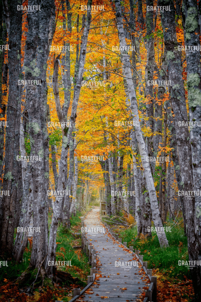 Rick Berk-Jesup Path II.tif