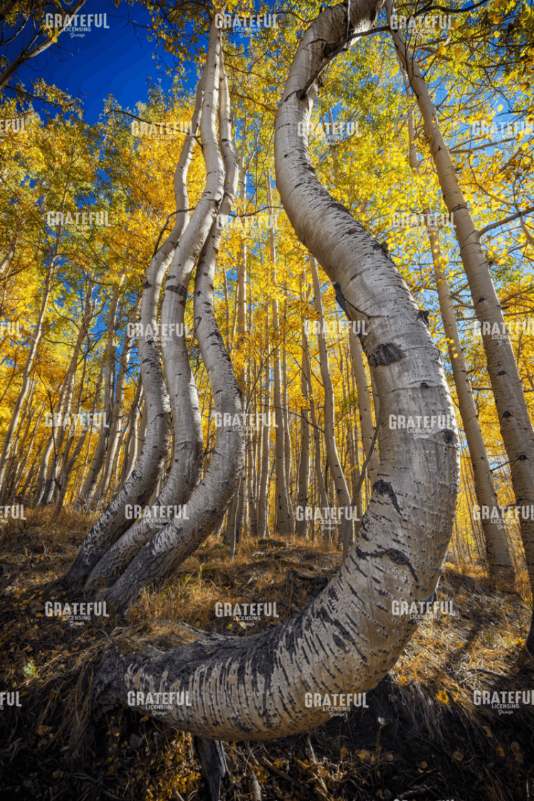 Rick Berk-Dance of the Aspens III.tif