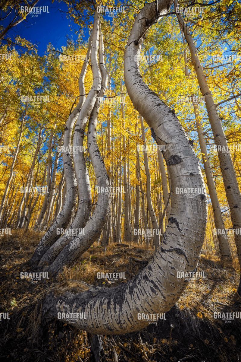 Rick Berk-Dance of the Aspens III.tif