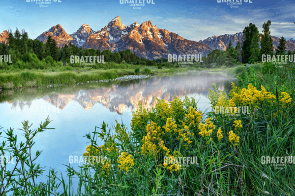 Teton Wildflowers