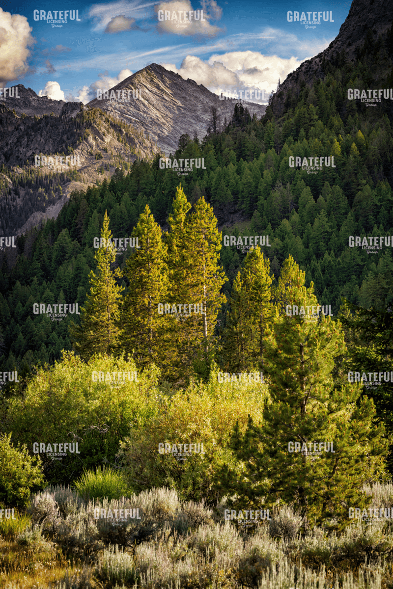Rick Berk-In The Pioneer Mountains.tif