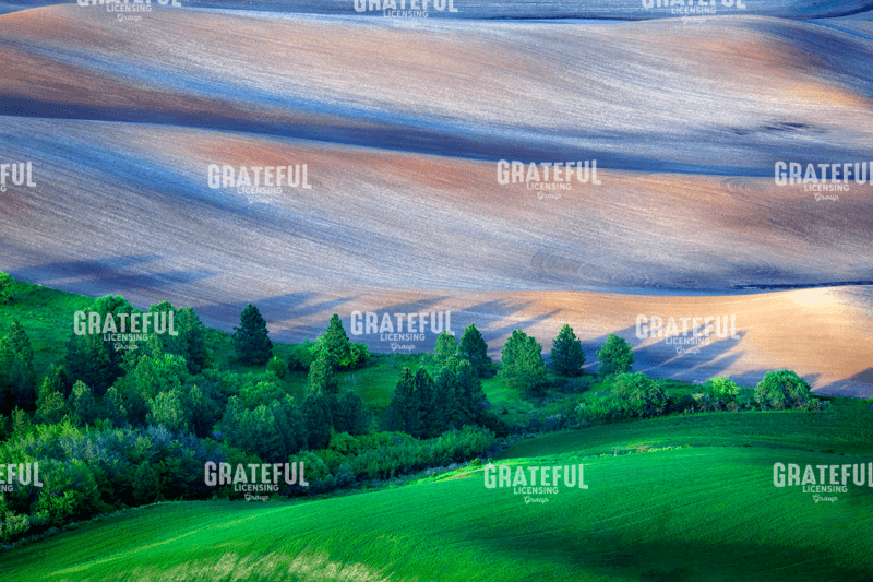 Rick Berk-Palouse Shadows.tif