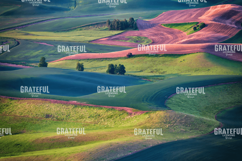 Rick Berk-Early Morning in the Palouse.tif