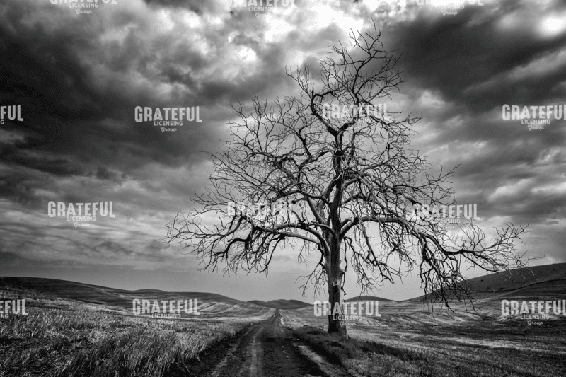 Rick Berk-The Road To Nowhere.tif