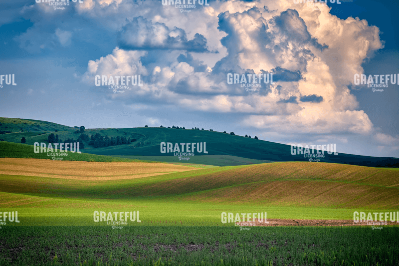 Rick Berk-Spring Afternoon in the Palouse.tif