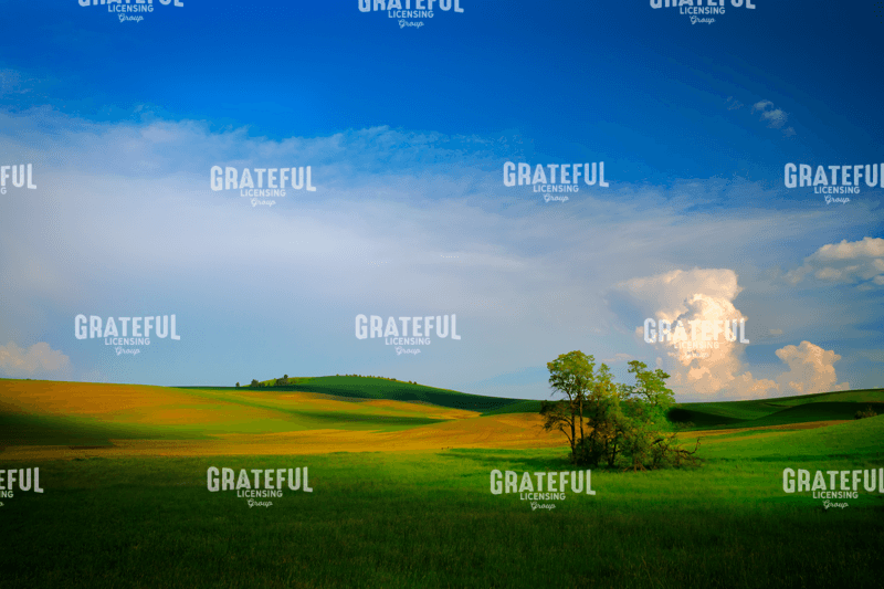 Rick Berk-Fields of Whitman County.tif