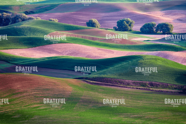 Rick Berk-Rolling Hills of the Palouse.tif
