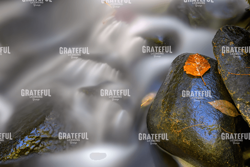 Fallen Leaf and Mountain Stream.tif