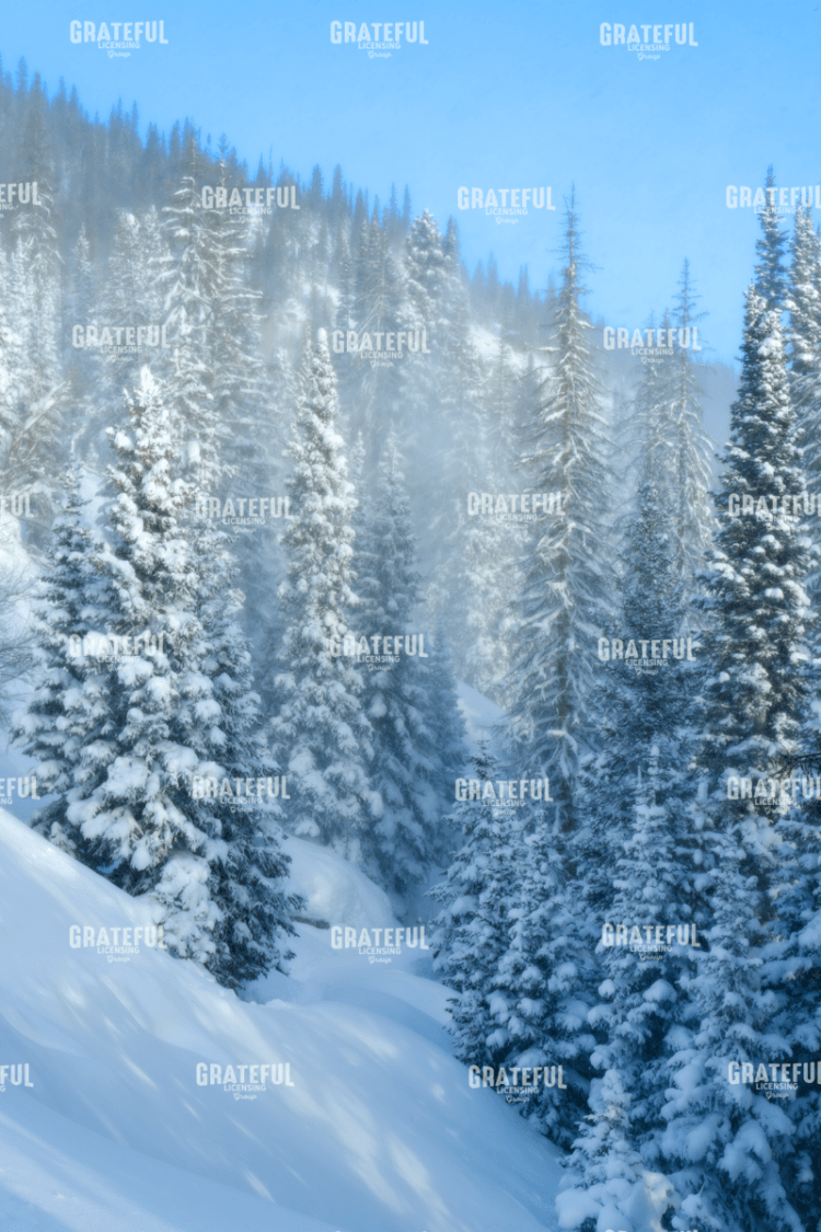 Snowy Spruces.tif