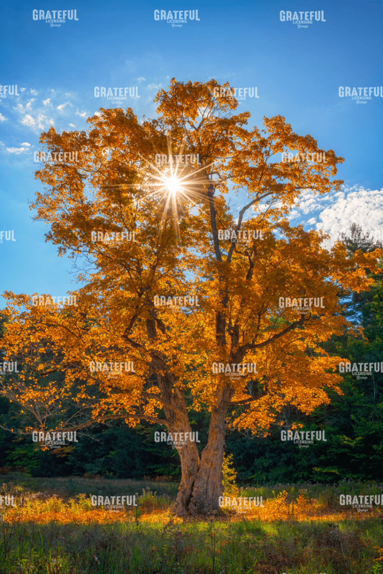 Maple Tree in Full Autumn Glory.tif