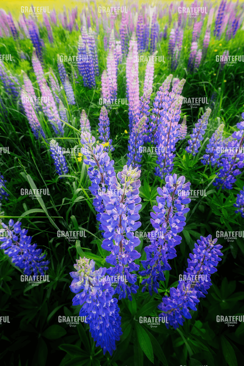 Lupines.tif