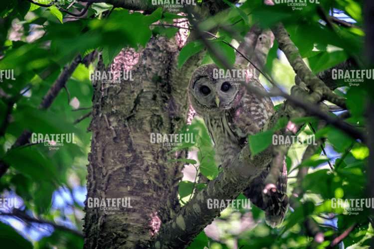 Barred Owl In A Tree.tif