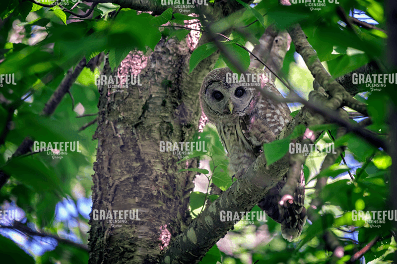 Barred Owl In A Tree.tif