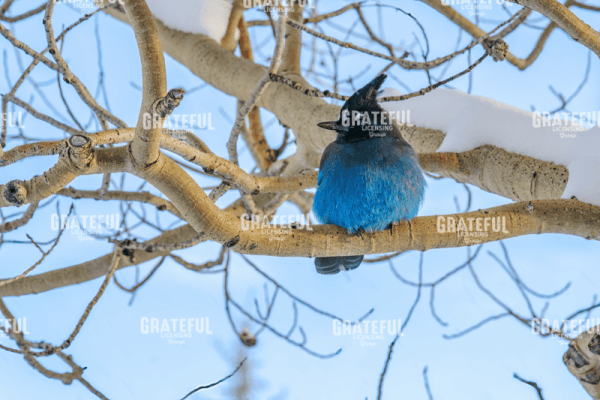 Stellers Jay in Winter.tif