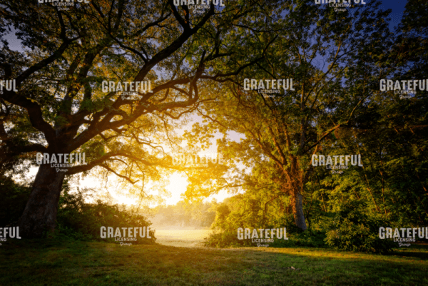 Sunrise Through The Trees.tif
