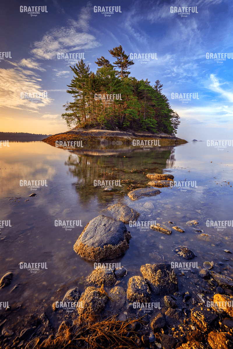Summer Morning in Wolfe's Neck Woods.tif