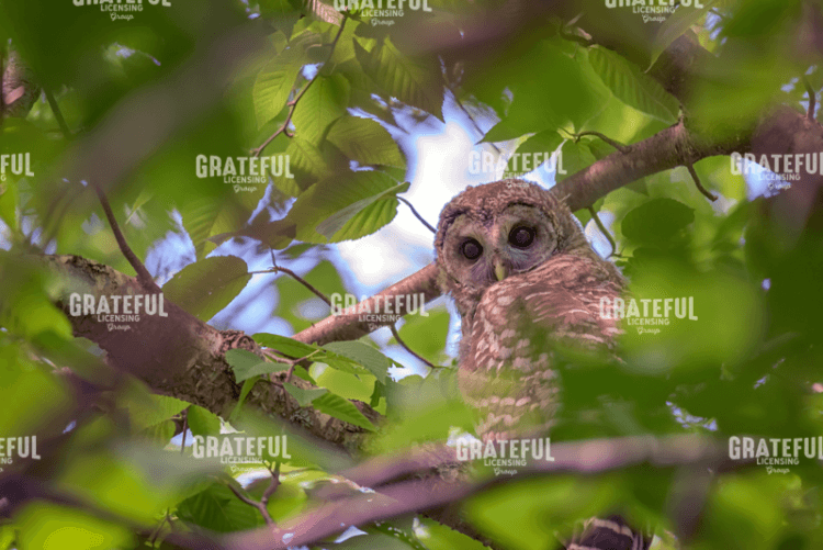 The Watcher.tif