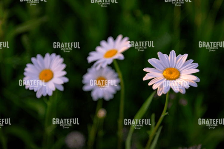 Leucanthemum.tif