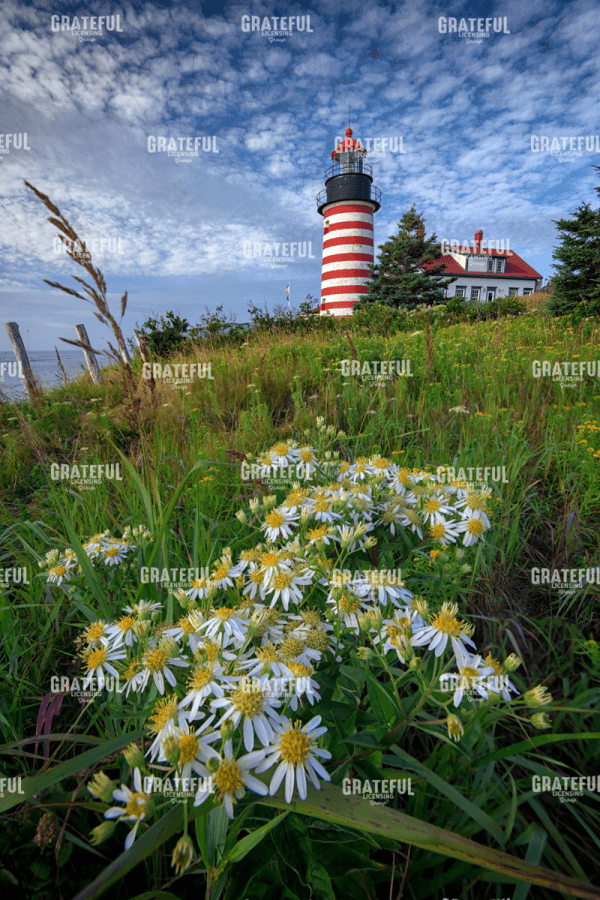 Tall White Asters at West Quoddy Head.tif