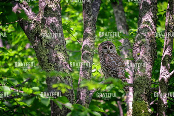 Barred Owl in Acadia.tif