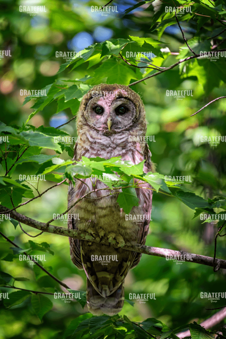 Juvenile Barred Owl.tif