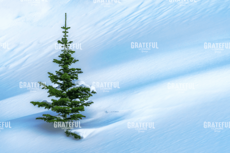 Lone Spruce.tif