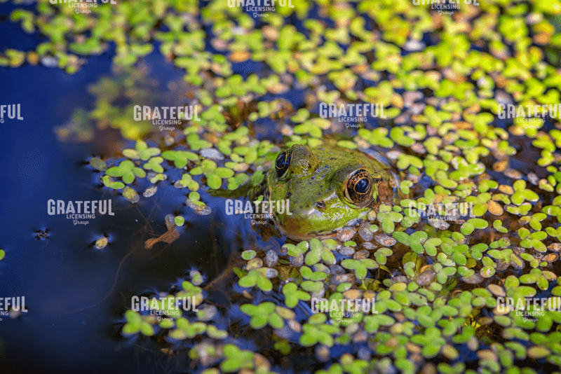 Its Not Easy Being Green