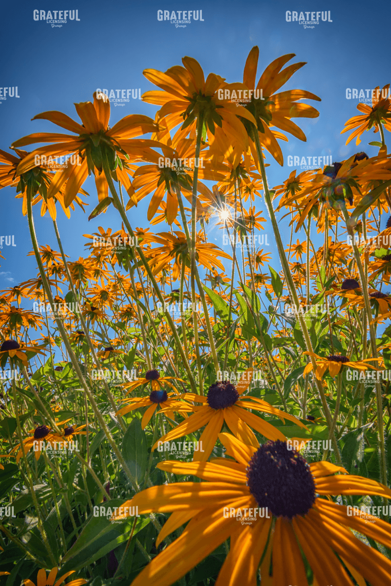 Black Eyed Susans Bask in the Sun