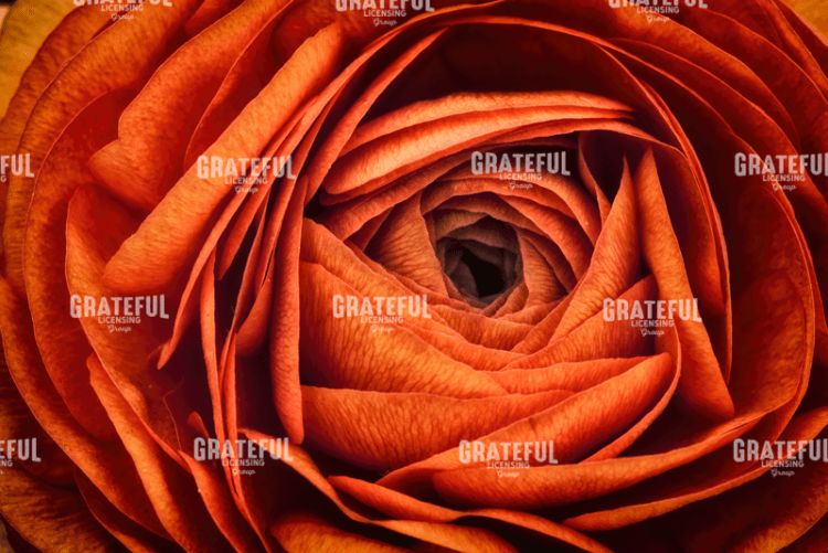 Ranonkel Oranje