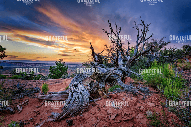 Bristlecone Sunset
