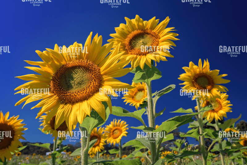 Golden Sunflowers