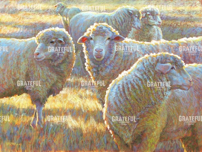 Seeking Social Sheep
