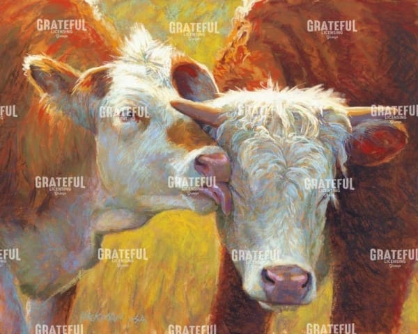 Cow Lick