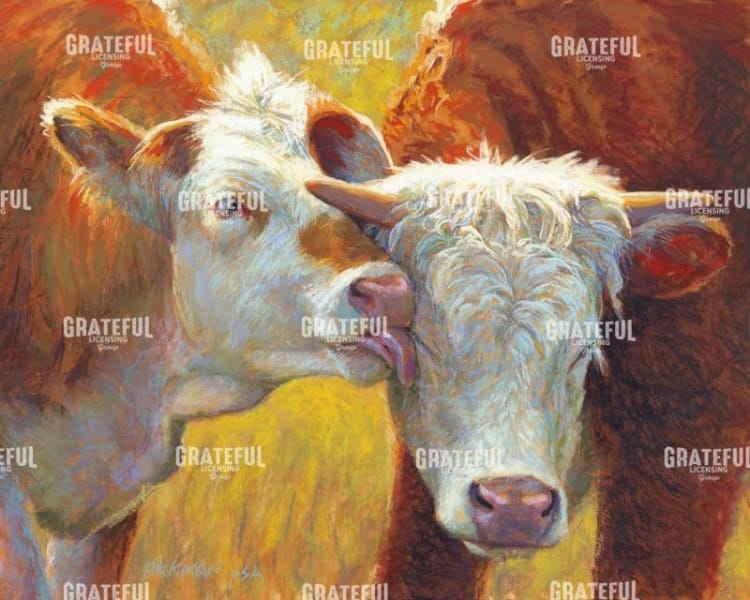 Cow Lick