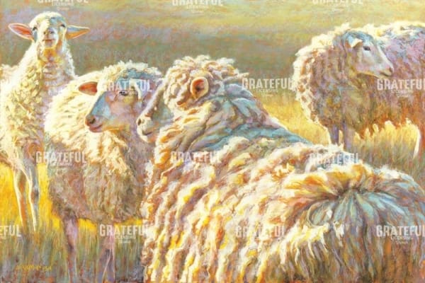 Sheep Schemes