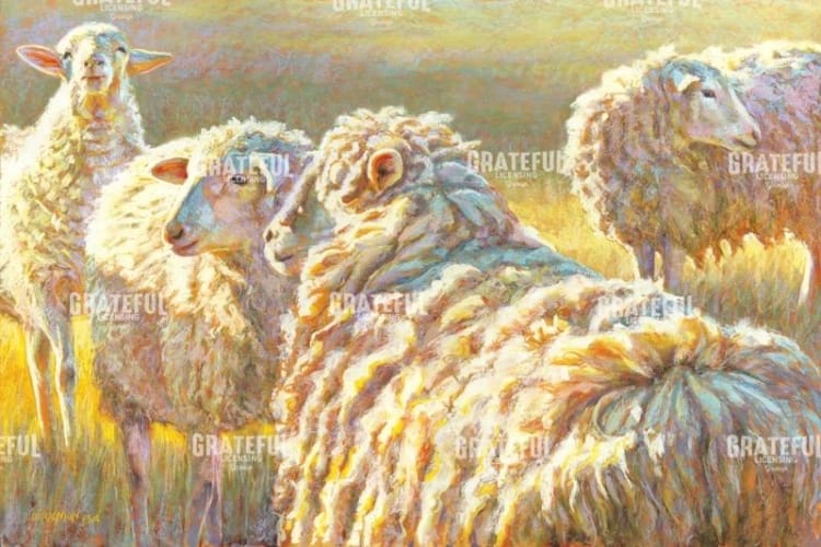 Sheep Schemes