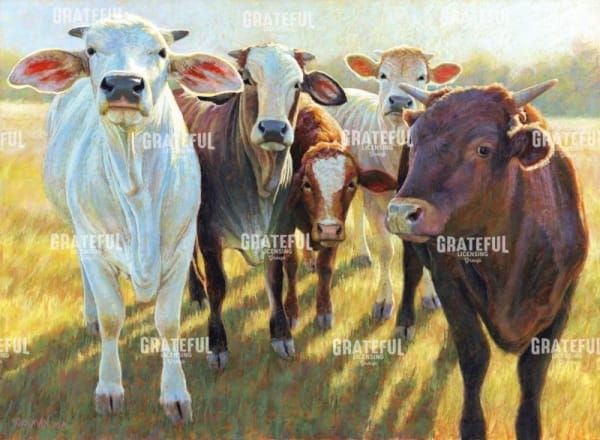 The Bovines
