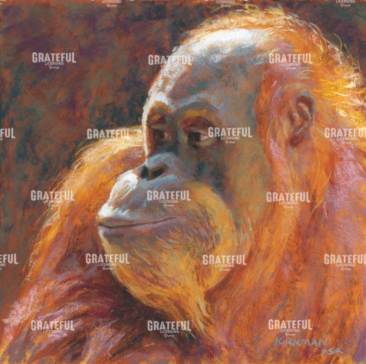 O is for Orangutan