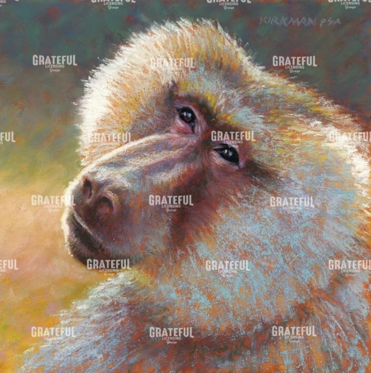 B is for Baboon