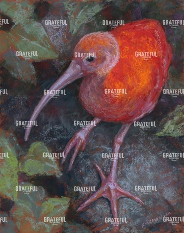 I is for Ibis