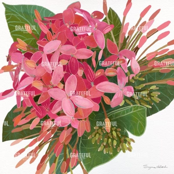 Jungle Geranium