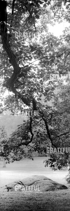 ITV174_Hampton Field Tree #1